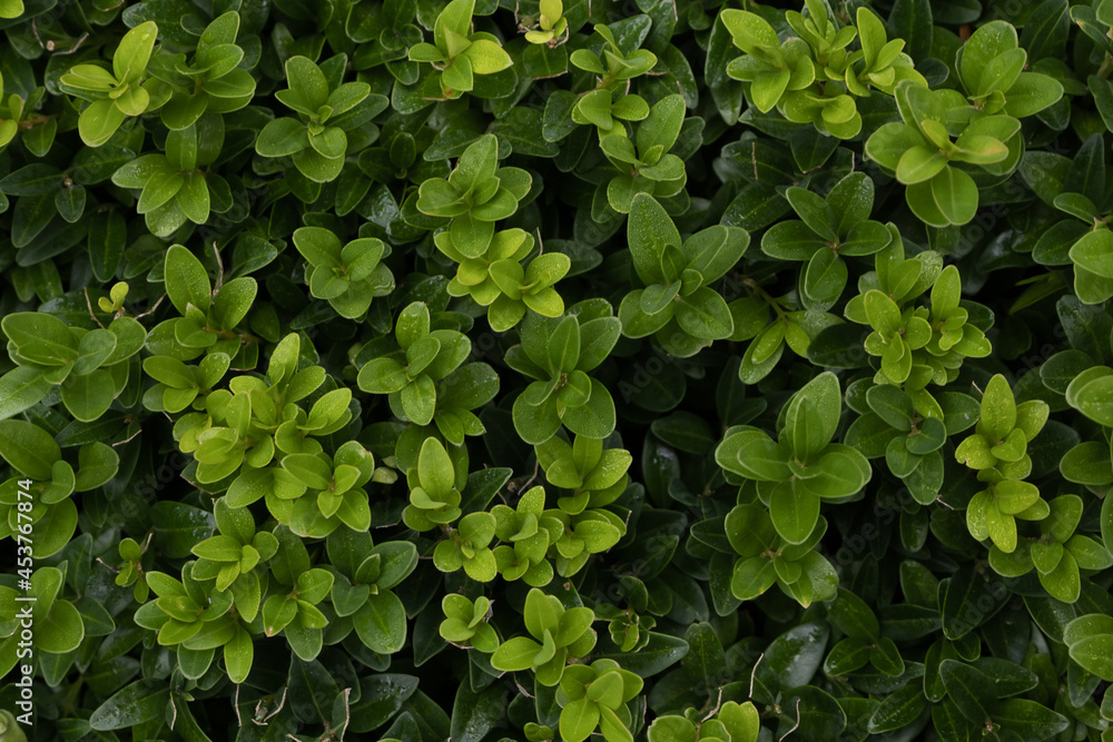 The texture of a natural hedge The texture of a natural hedge
