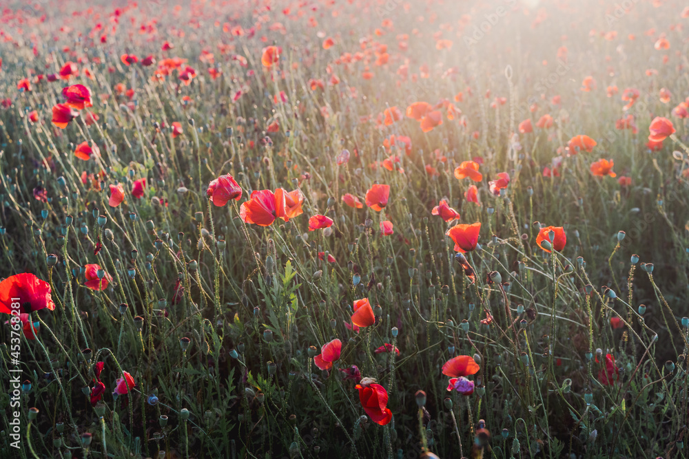 Poppy field at sunset with beautiful red flowers backlit by setting sun.