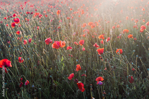 Poppy field at sunset with beautiful red flowers backlit by setting sun.