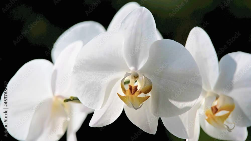 White Orchid branch on green natural background
White Orchid branch on green natural background