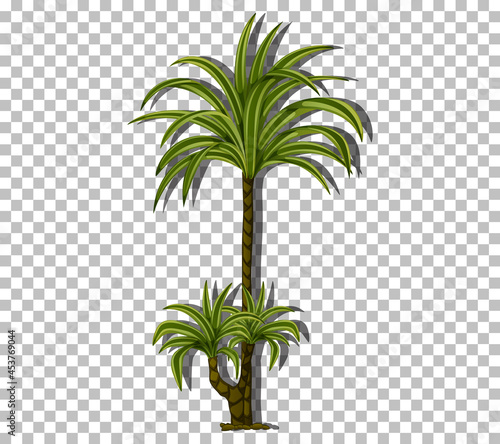 Palm tree isolated on transparent background