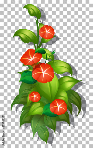 Tropical flower and leaf on transparent background
