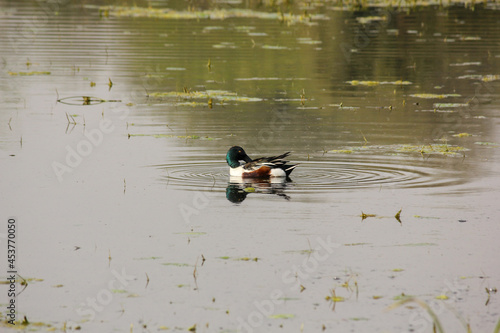 Closeup of a male Nnorthern shoveler (Spatula clypeata) Keoladeo National Park, India photo