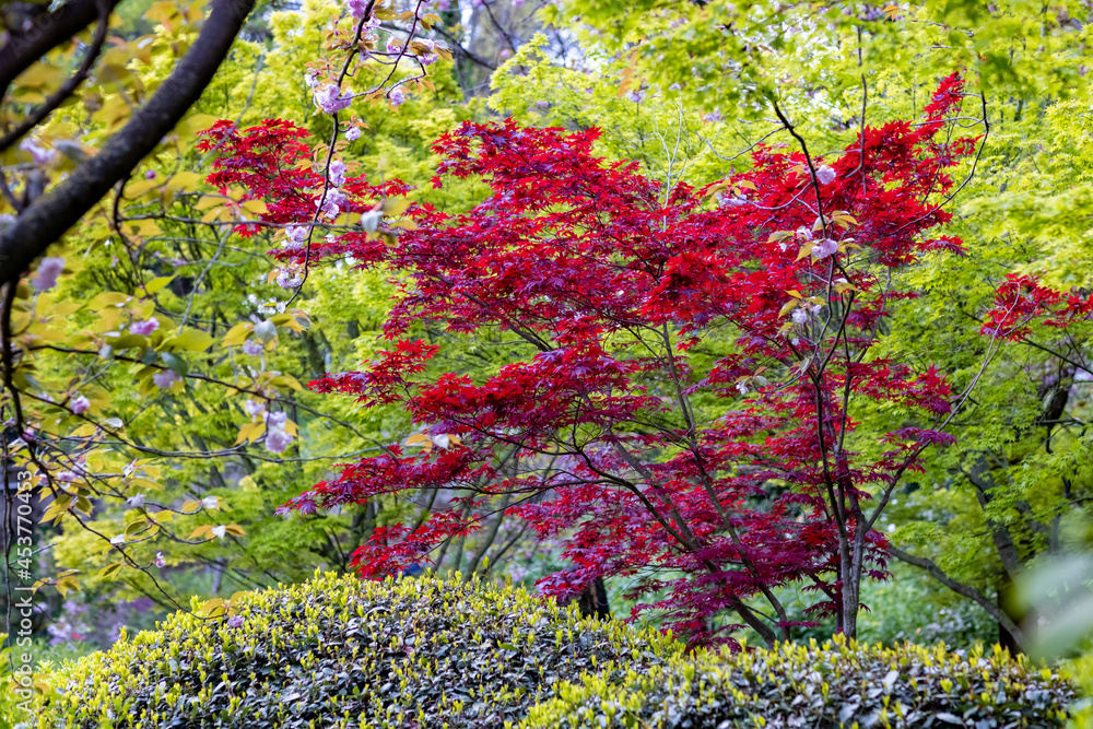 Red and green Maple with some Cherry flowers in the Japanese garden inside the Botanical Garden of Rome, Italy