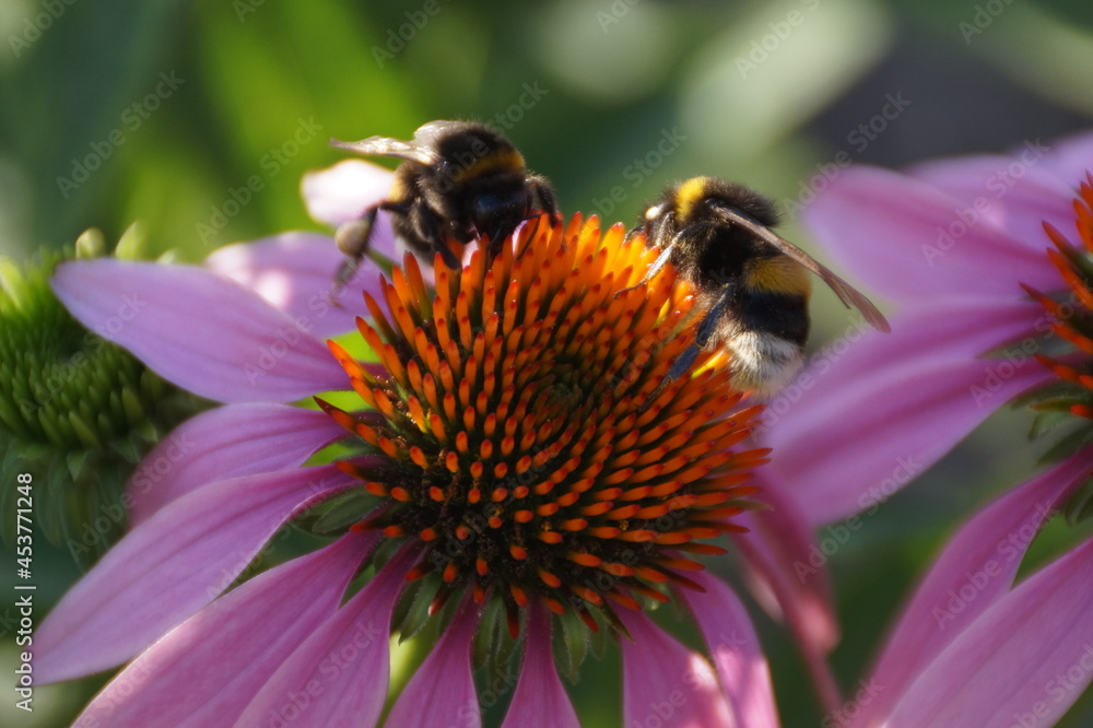 bee on a flower bee on a flower
