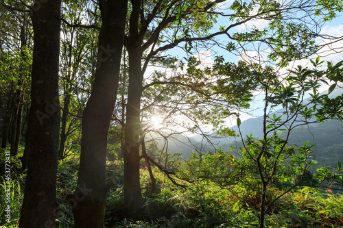 Fototapeta Naklejka Na Ścianę i Meble -  Beautiful scene misty forest with sunlight rays through the trees,lens flare