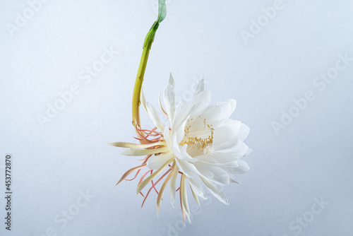 Epiphyllum