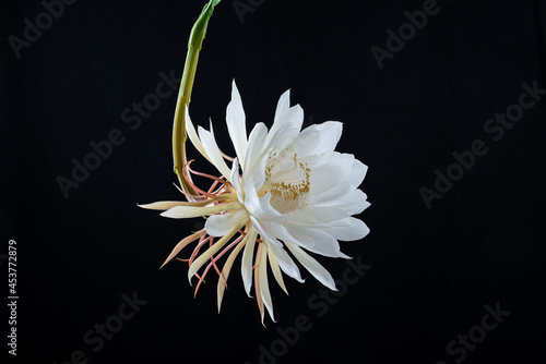 Epiphyllum