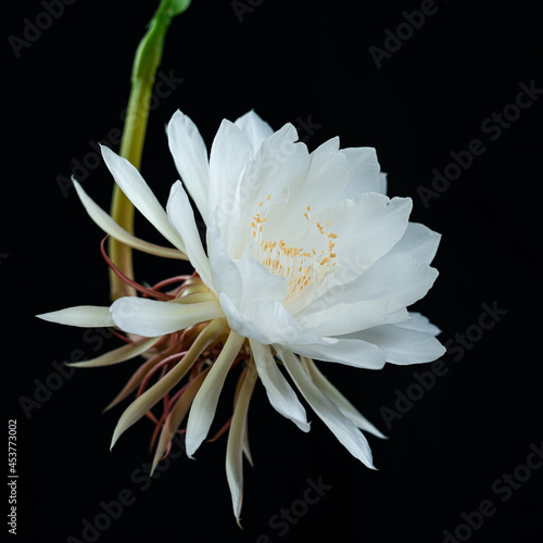 Epiphyllum 