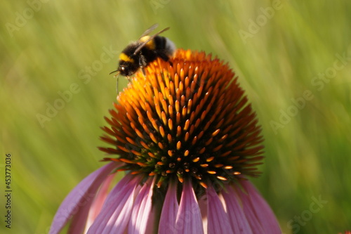 bee on a flower © irbismarengo