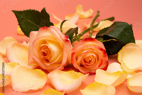 Pink-yellow open roses with water drops and petals on a pink background close-up