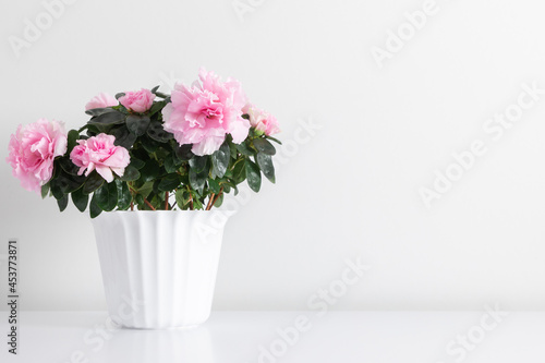 Fototapeta Naklejka Na Ścianę i Meble -  Pink roses in pot on white table. Front view