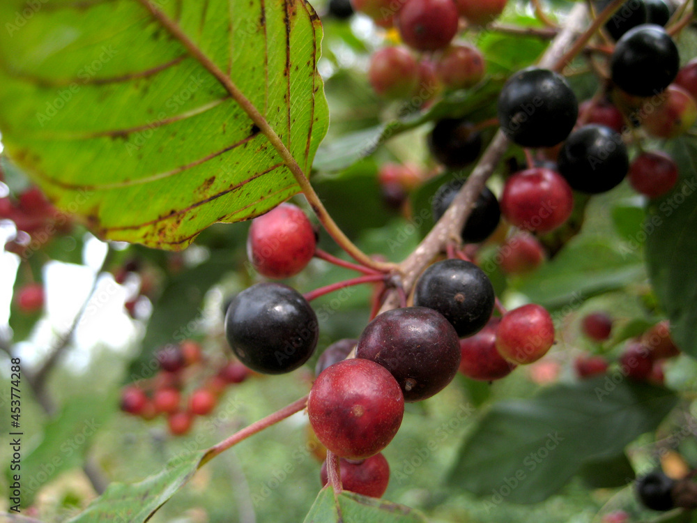 Bunch of bird cherry full screen Bunch of bird cherry full screen
