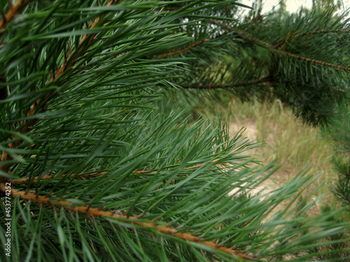 Background of Pine tree branches