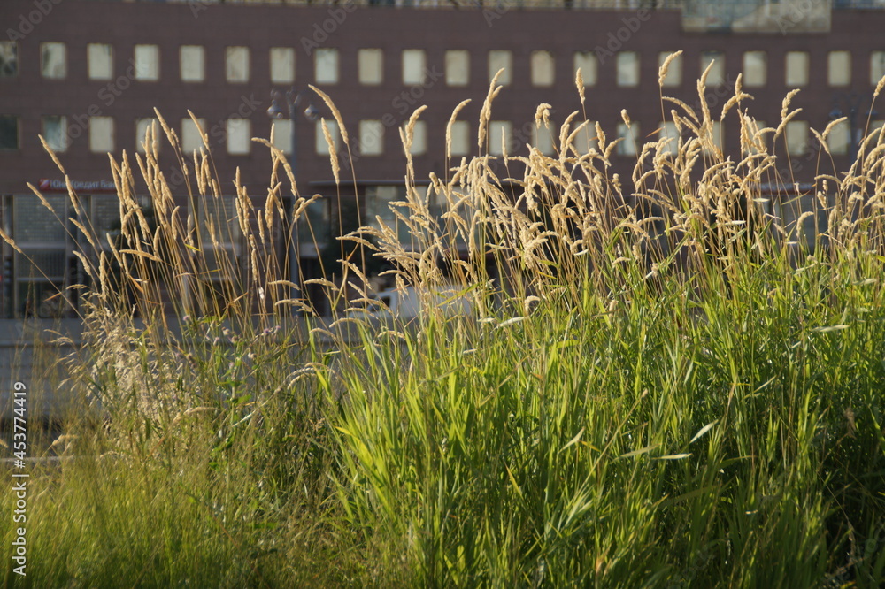 Obraz premium grass
