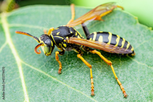 Yellow Jacket Wasp Insect on Green Leaf Macro © nechaevkon