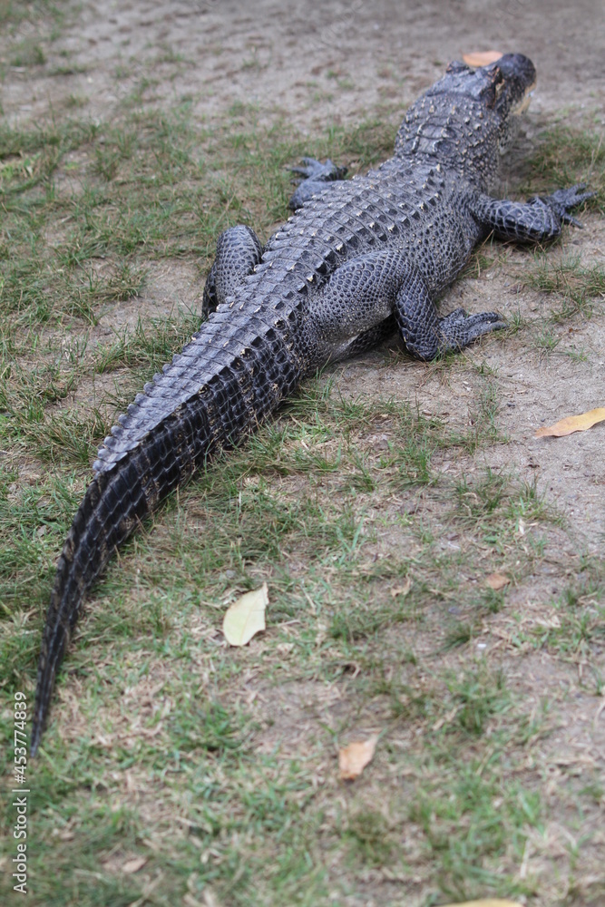 American alligator in the swamp American alligator in the swamp