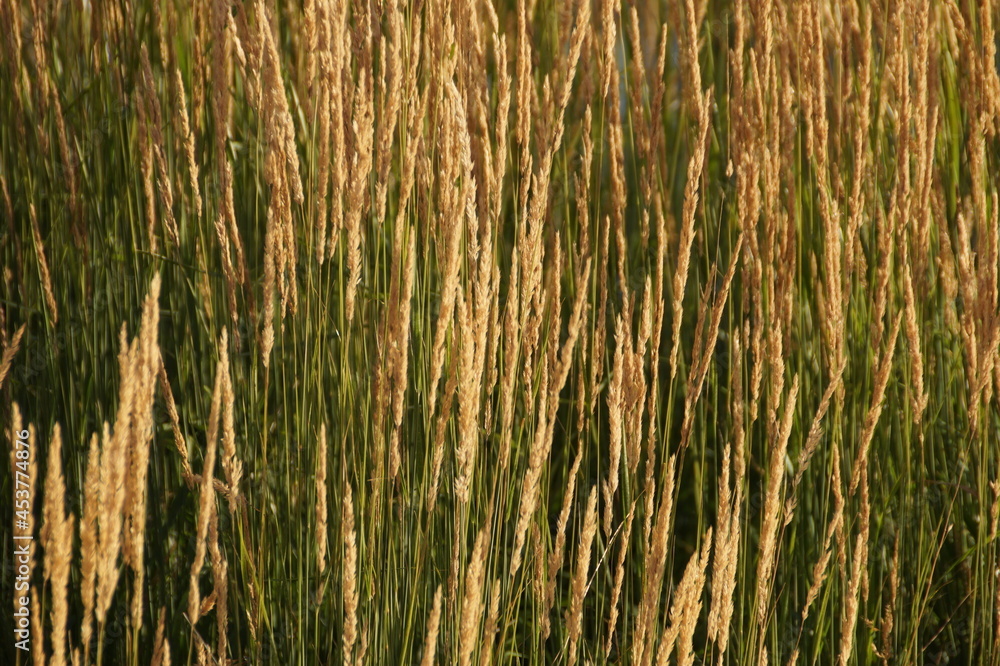 Fototapeta premium grass in the wind