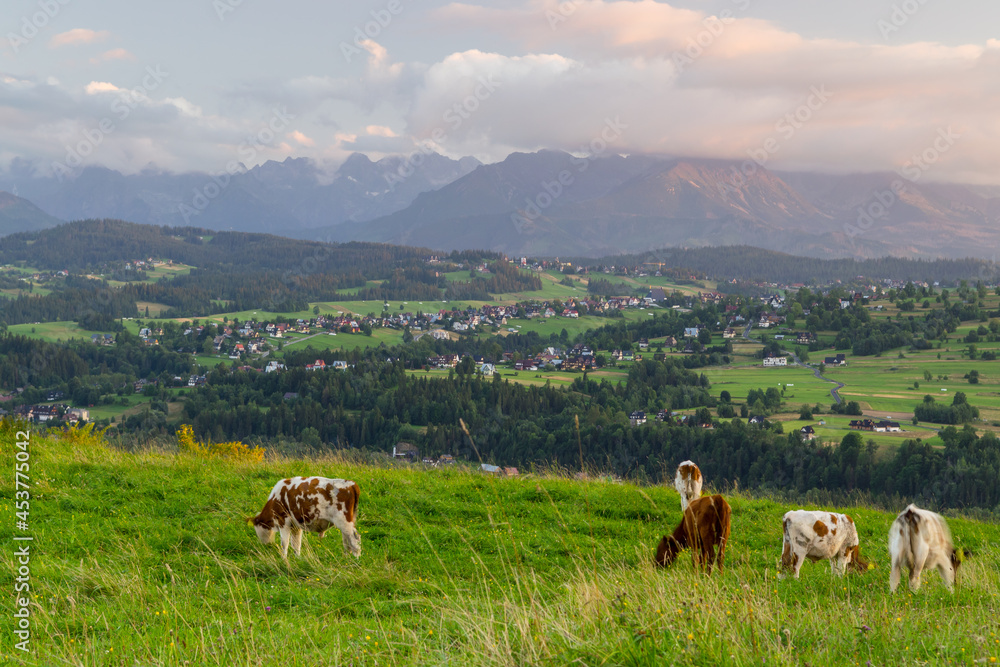 cows in the meadow in the mountains, sunset