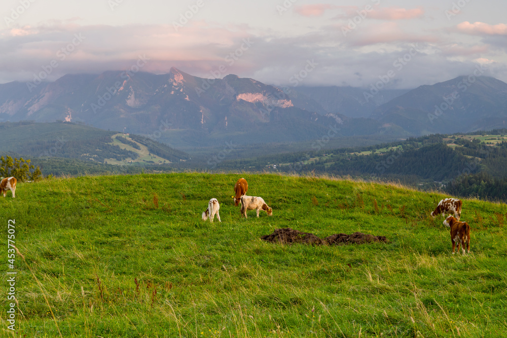 Fototapeta premium cows in the meadow in the mountains, sunset