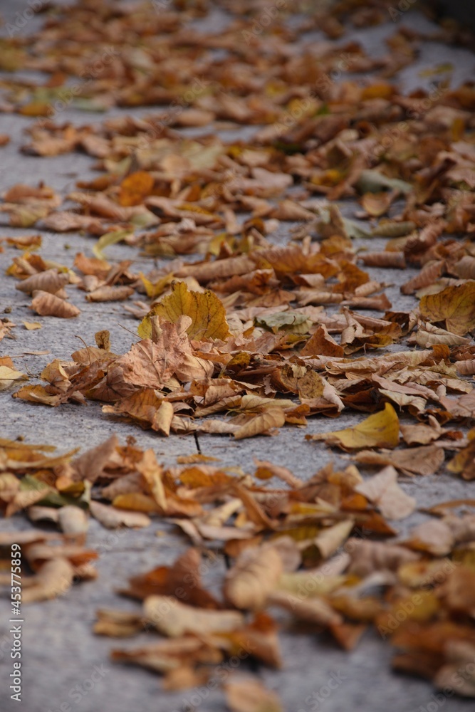 Autumn leaves on the city pavement, yellow and golden leaves on the sidewalk.