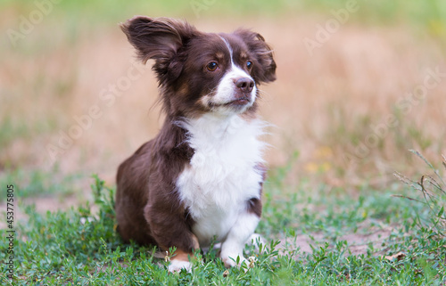 Photo of a mongrel dog in the garden