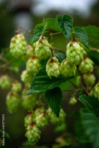 Green hop cones on the branch