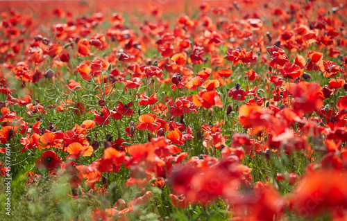 beautiful poppy flower field on a sunny summer day