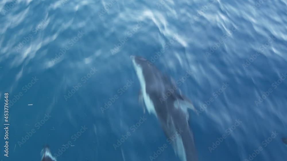 Pod of dolphins porpoising in freedom, pacific ocean surface, blue water splashing. School of wild marine animals leaping, jumping and having fun in sea. Whale watching in Oceanside, California USA. Pod of dolphins porpoising in freedom, pacific ocean surface, blue water splashing. School of wild marine animals leaping, jumping and having fun in sea. Whale watching in Oceanside, California USA.