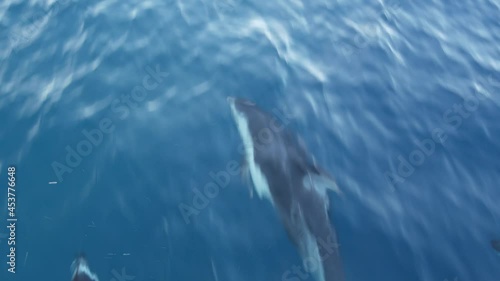 Pod of dolphins porpoising in freedom, pacific ocean surface, blue water splashing. School of wild marine animals leaping, jumping and having fun in sea. Whale watching in Oceanside, California USA. photo