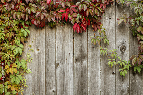wooden fence with red leaves