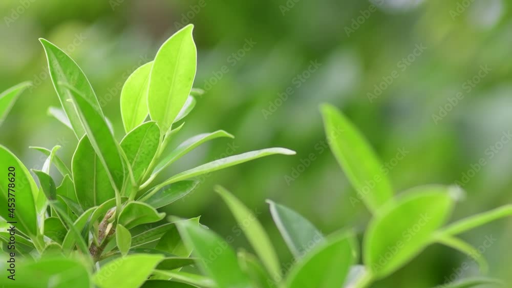 close up of green leaf, natural background close up of green leaf, natural background
