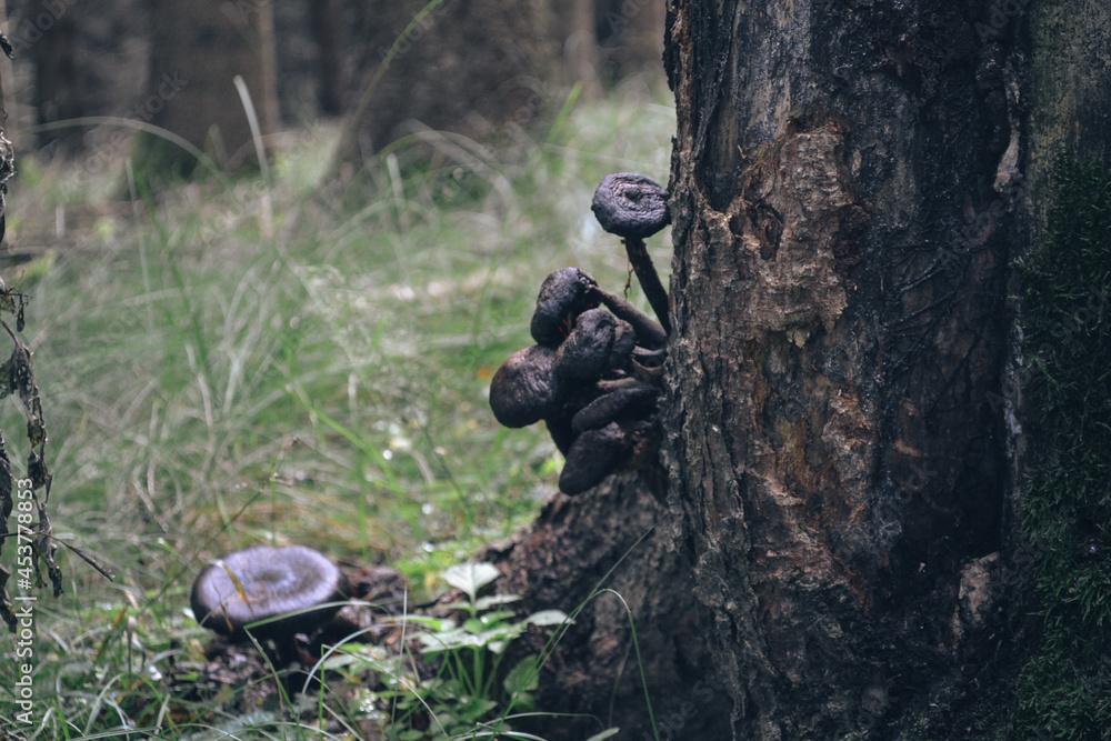 Obraz premium Mushrooms in the forest
