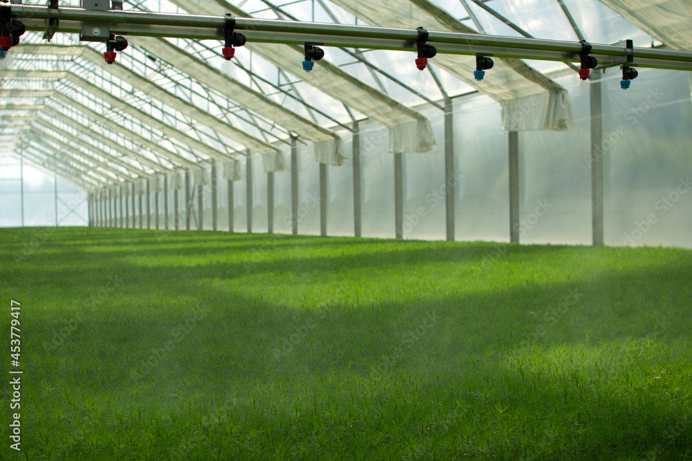Fototapeta premium A greenhouse for growing plants and trees. Irrigation technology in the greenhouse.