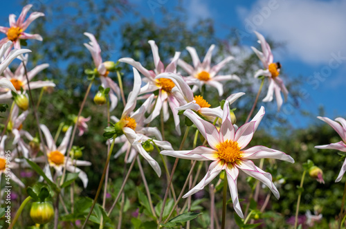 Unusual, light pink star shaped flowers, Dahlia Honka Fragile, growing in a garden near Moreton-in-Marsh in the Cotswolds, Gloucestershire. photo