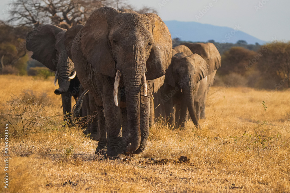 elephant in the savannah