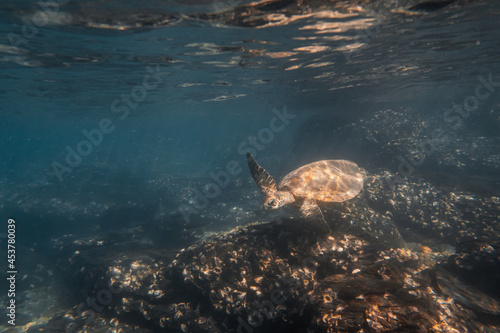 Green Sea Turtle Swimming Underwater in a Blue Ocean.Wildlife Concept.Copy Space