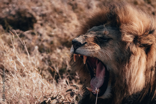 lion in the grass