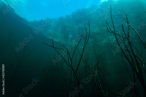 underwater view of the forest from the lake © Pavel Karchevskii