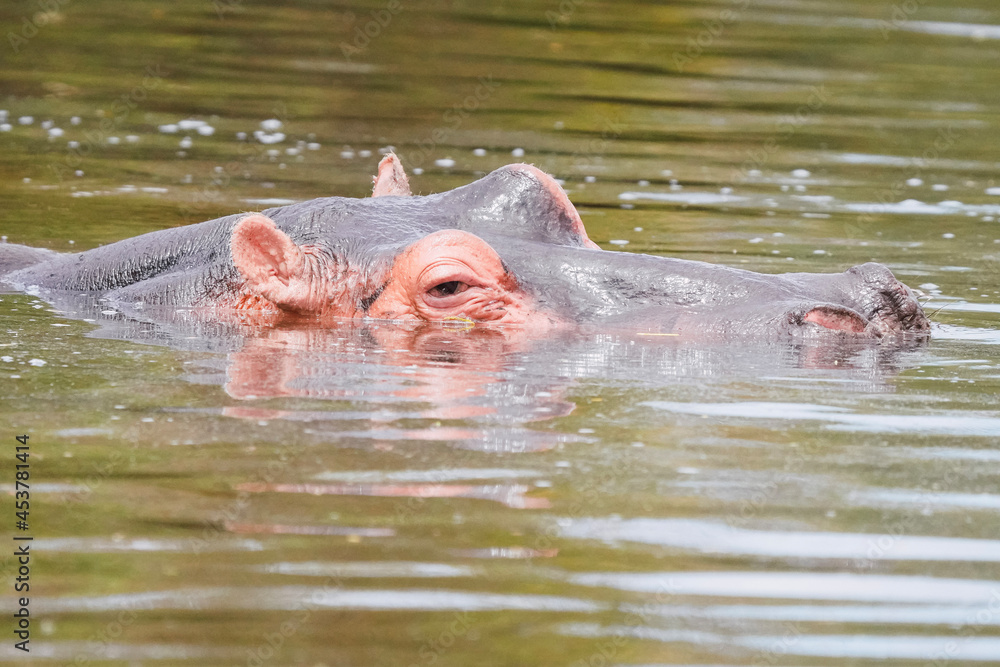 Obraz premium hippopotamus in river