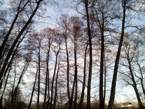 Beautiful alder grove. Graceful silhouettes of leafless trees in winter day