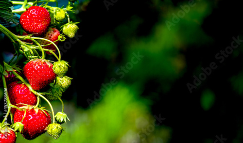 Coltura di fragole photo