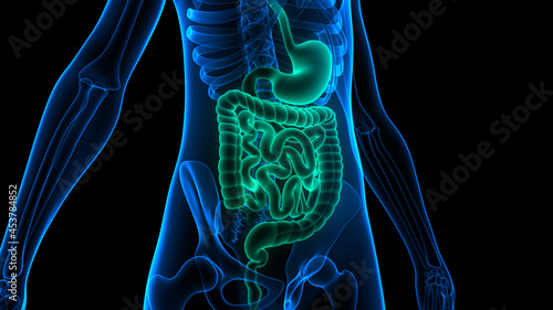 Human Digestive System Anatomy photo