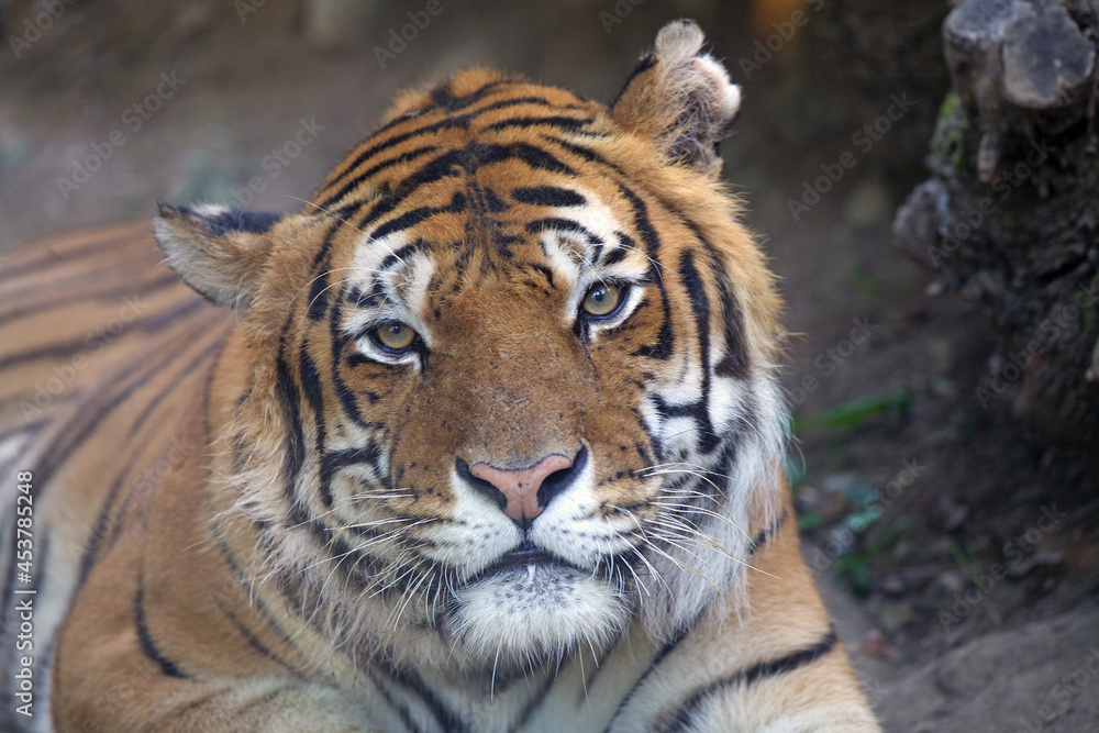 Bengal tiger (Panthera tigris trigris), India Bengal tiger (Panthera tigris trigris), India