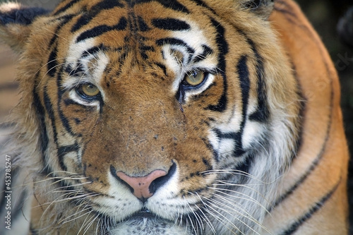 Bengal tiger  Panthera tigris trigris   India