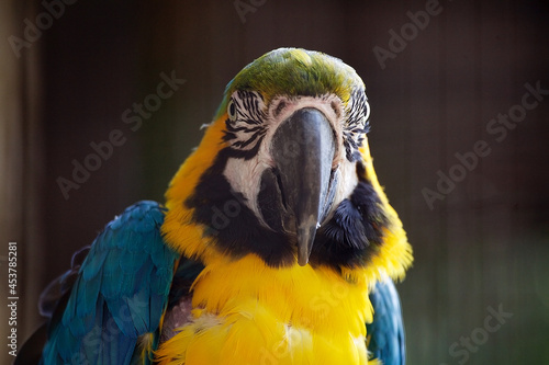 The blue and yellow macaw (Ara ararauna)