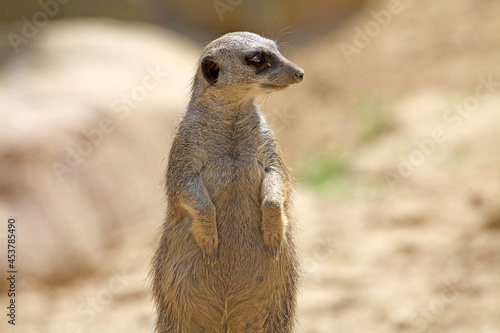 Suricate or meerkat (Suricata suricatta), Botswana © Maurizio