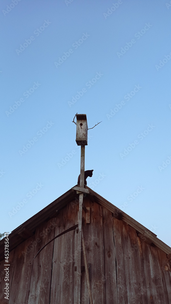 bird on a roof