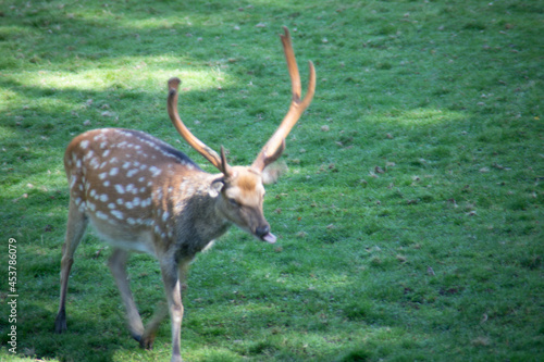 Deer at the edge of the forest