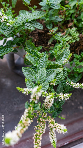 Flowery mint plant on the balcony garden 